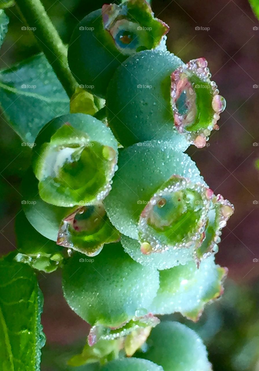 Ripening Blueberries After the Storm