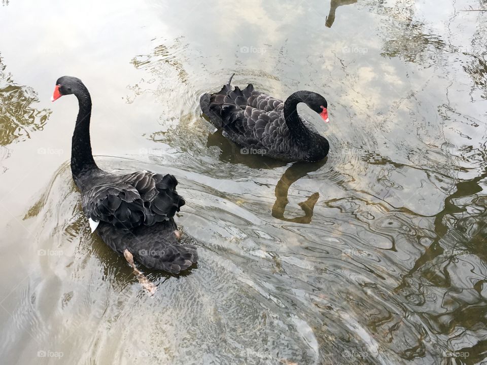 Black Swans Brevard Zoo Florida 