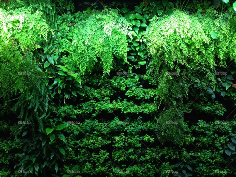 Green wall in the new university building of inholland university of applied sciences.