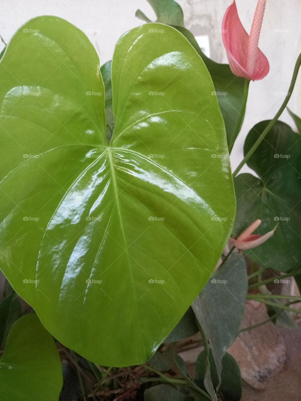 Que brilho tem essa folha de anturio.