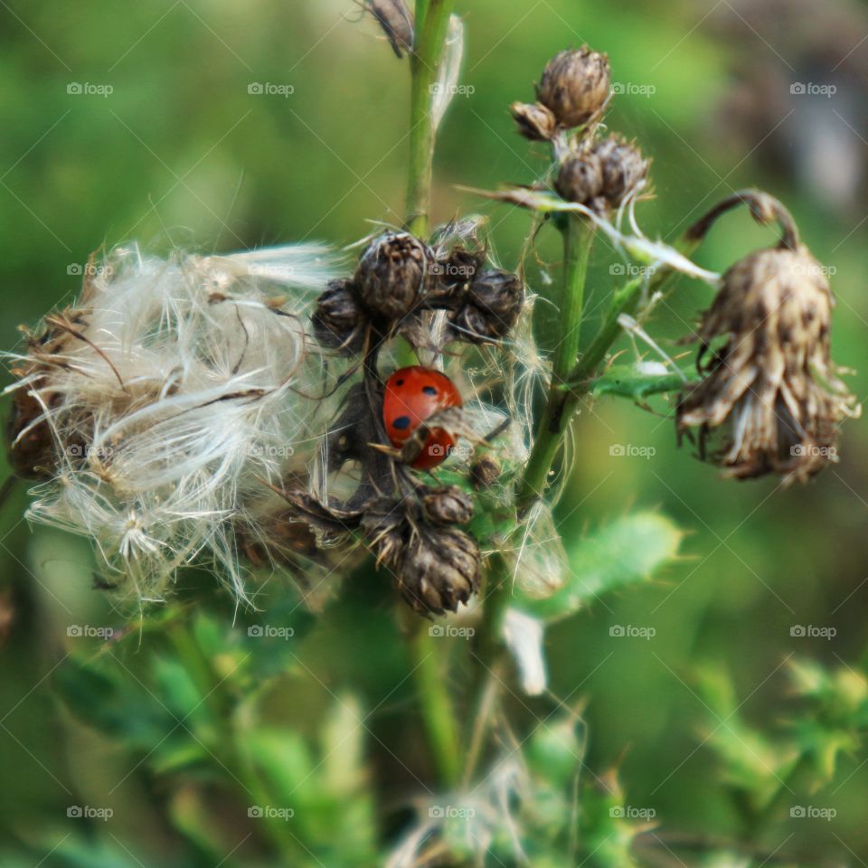 Ladybug