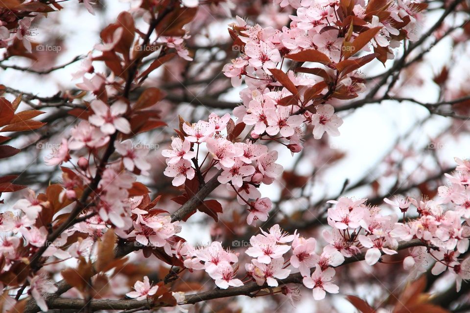 Spring flower