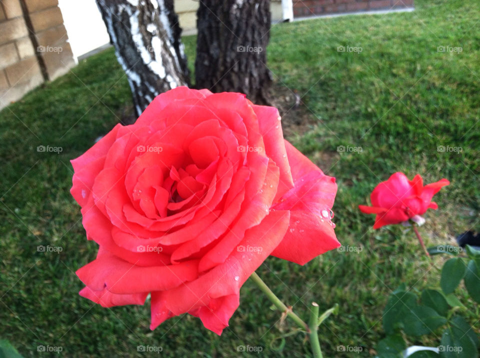 garden red grass tree by kenglund