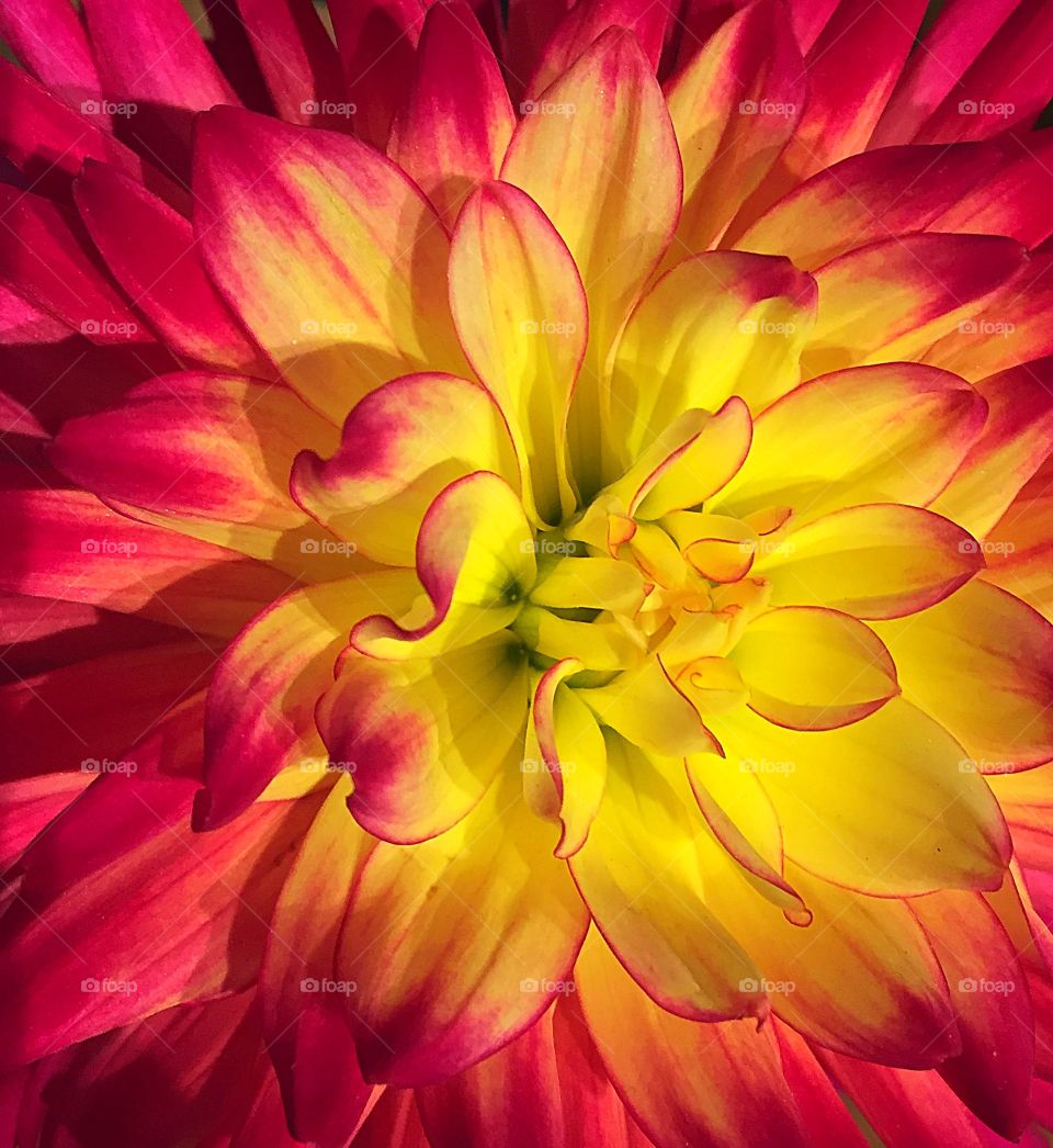 Dahlia 