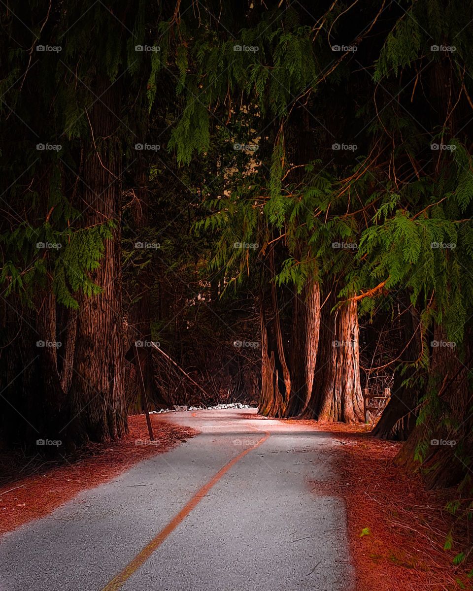 Enchanting moments in Whistler