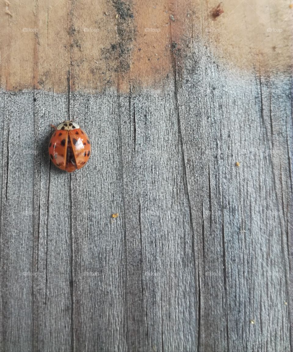 coccinelle