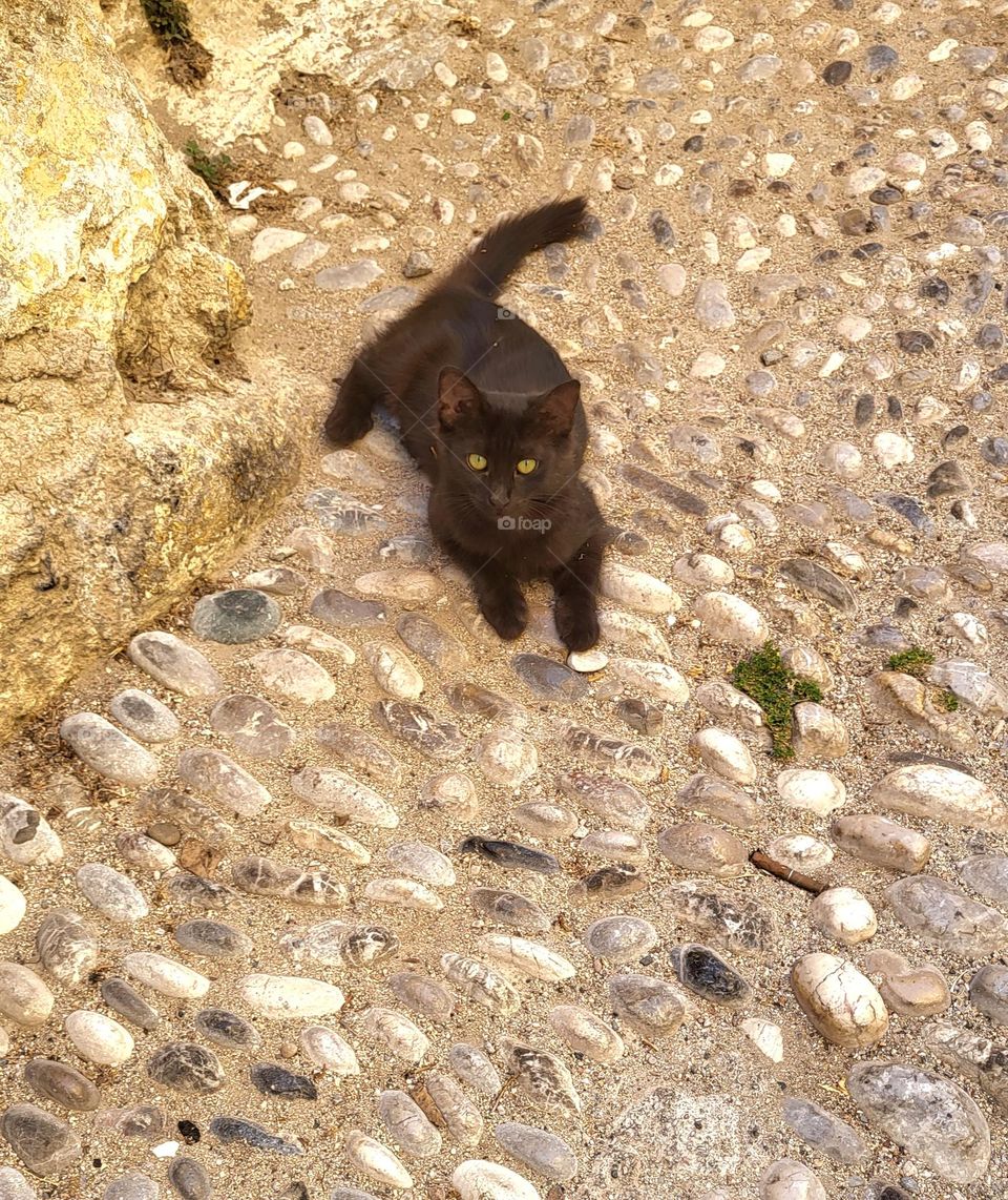 cat in Rhodes