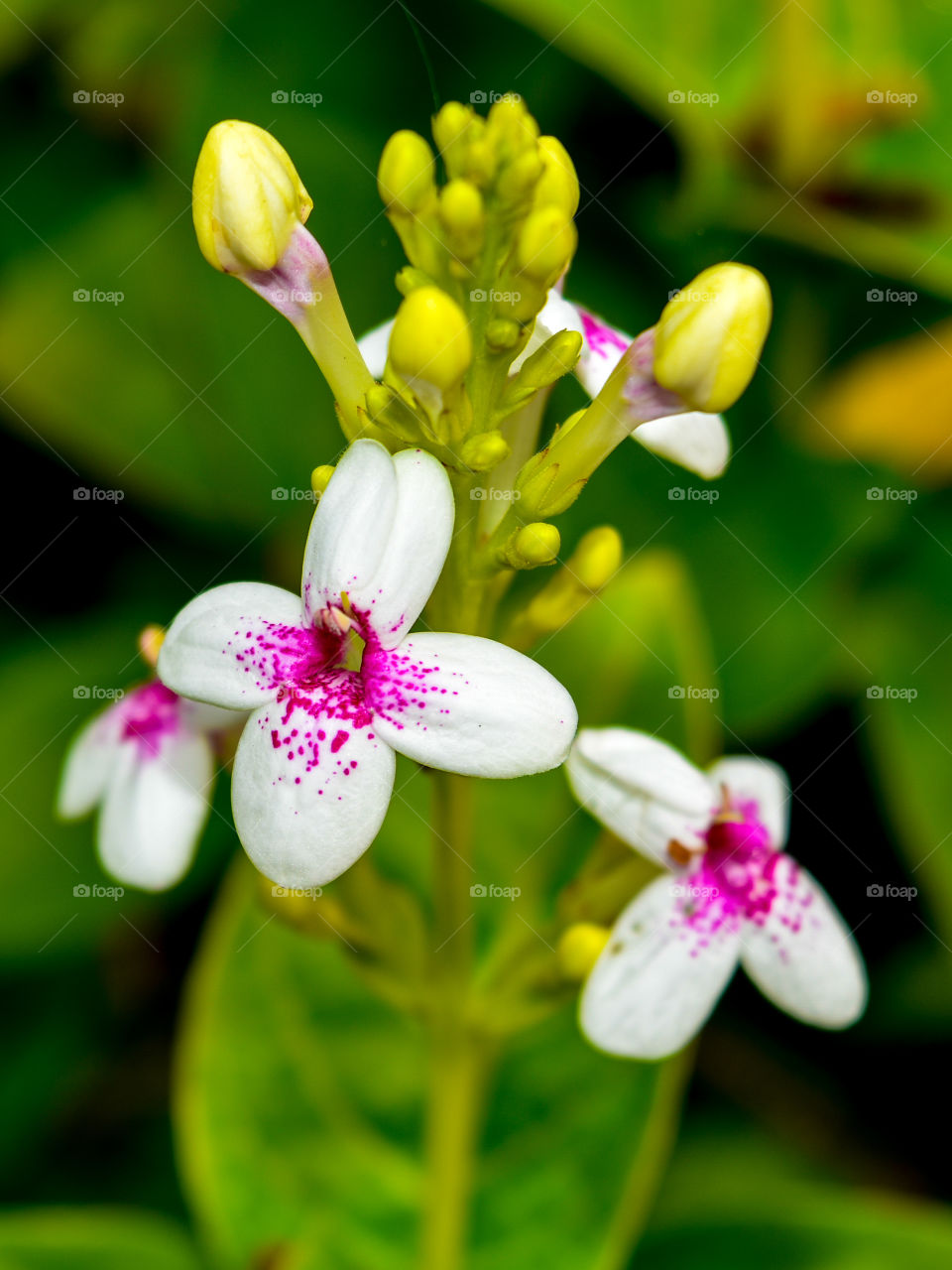 PurpleJasmine (Pseuderanthemum Reticulatum)