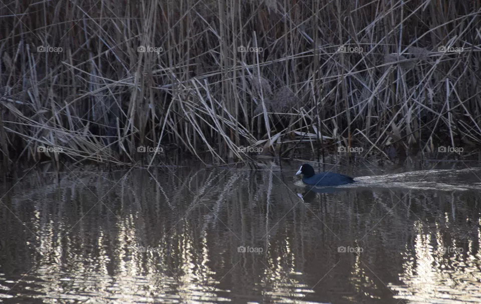 Swimming Water Bird