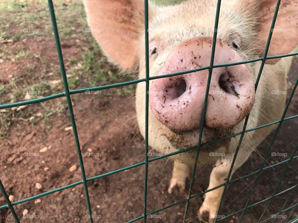 Pig on a farm, free range 