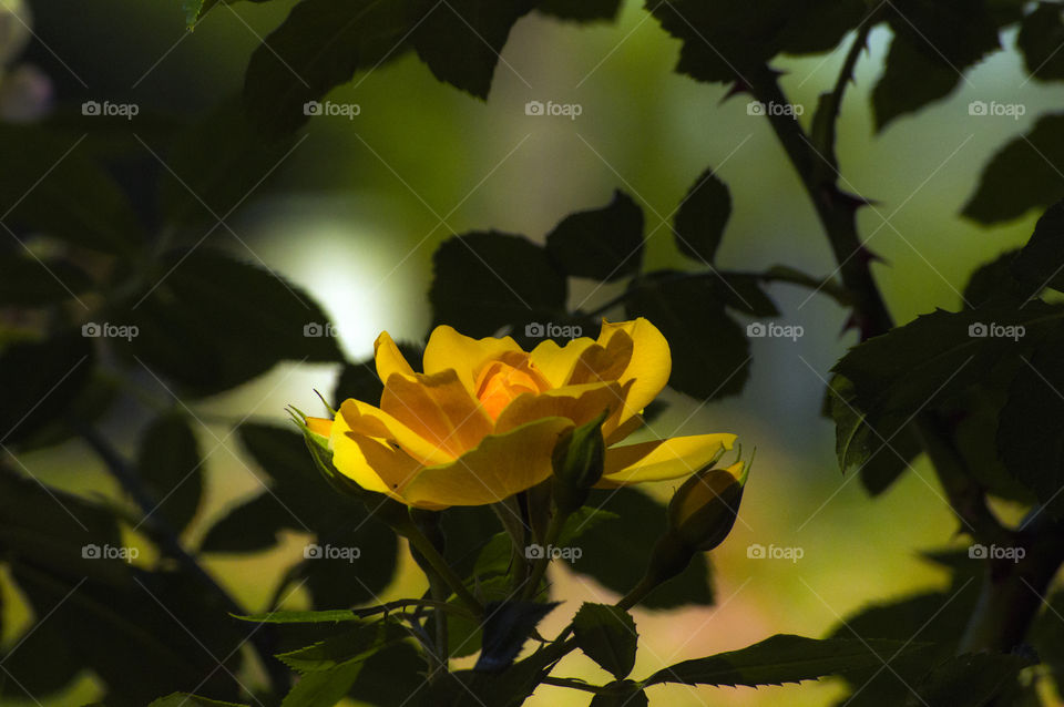 Close-up of a blooming yellow flower