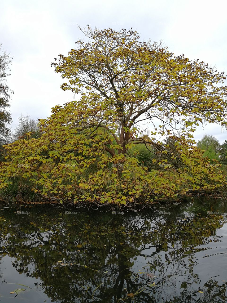 The tree near the water