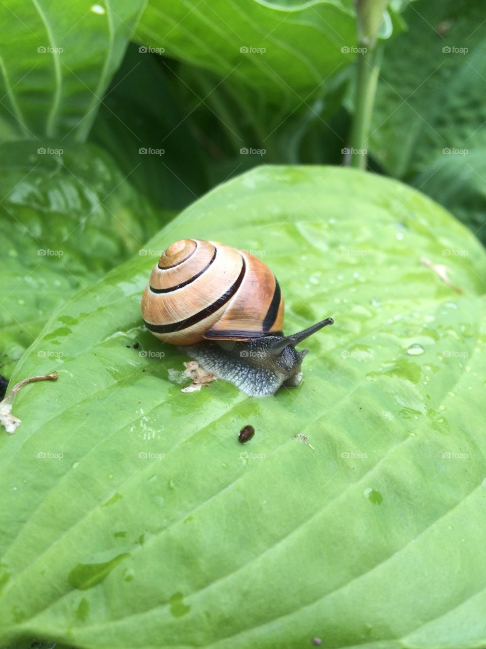 Speedy Snail 