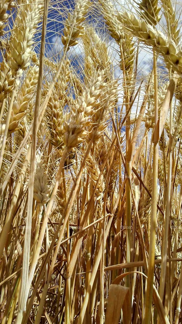 Tall Wheat