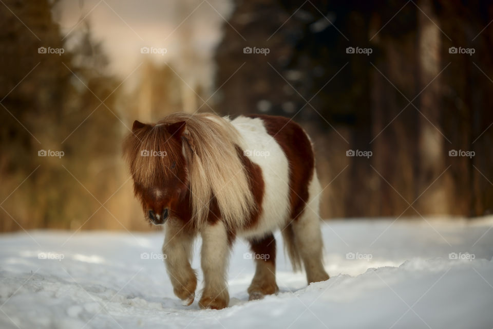  pony at early spring day