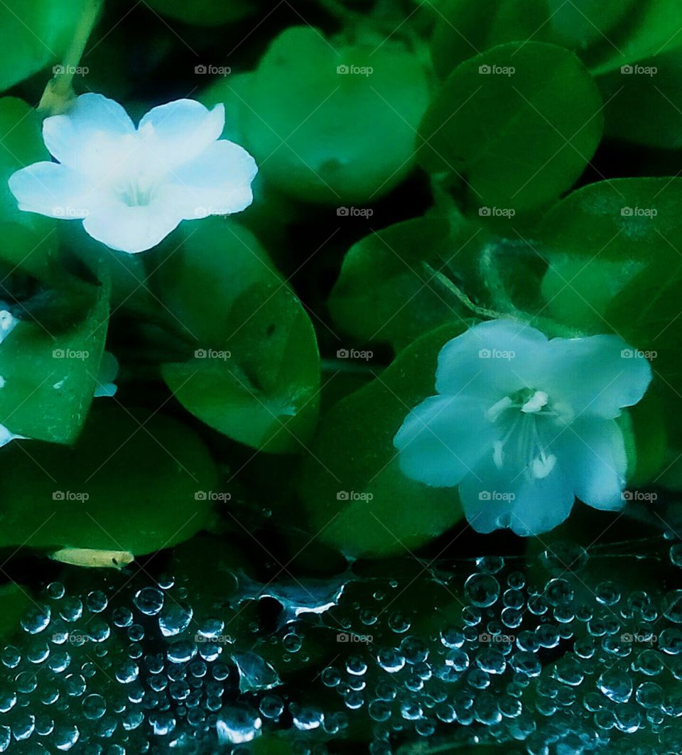 dew drops
