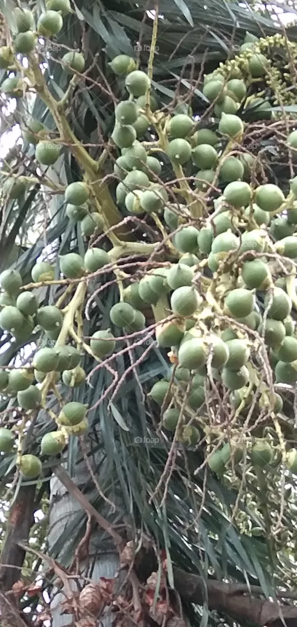 palm