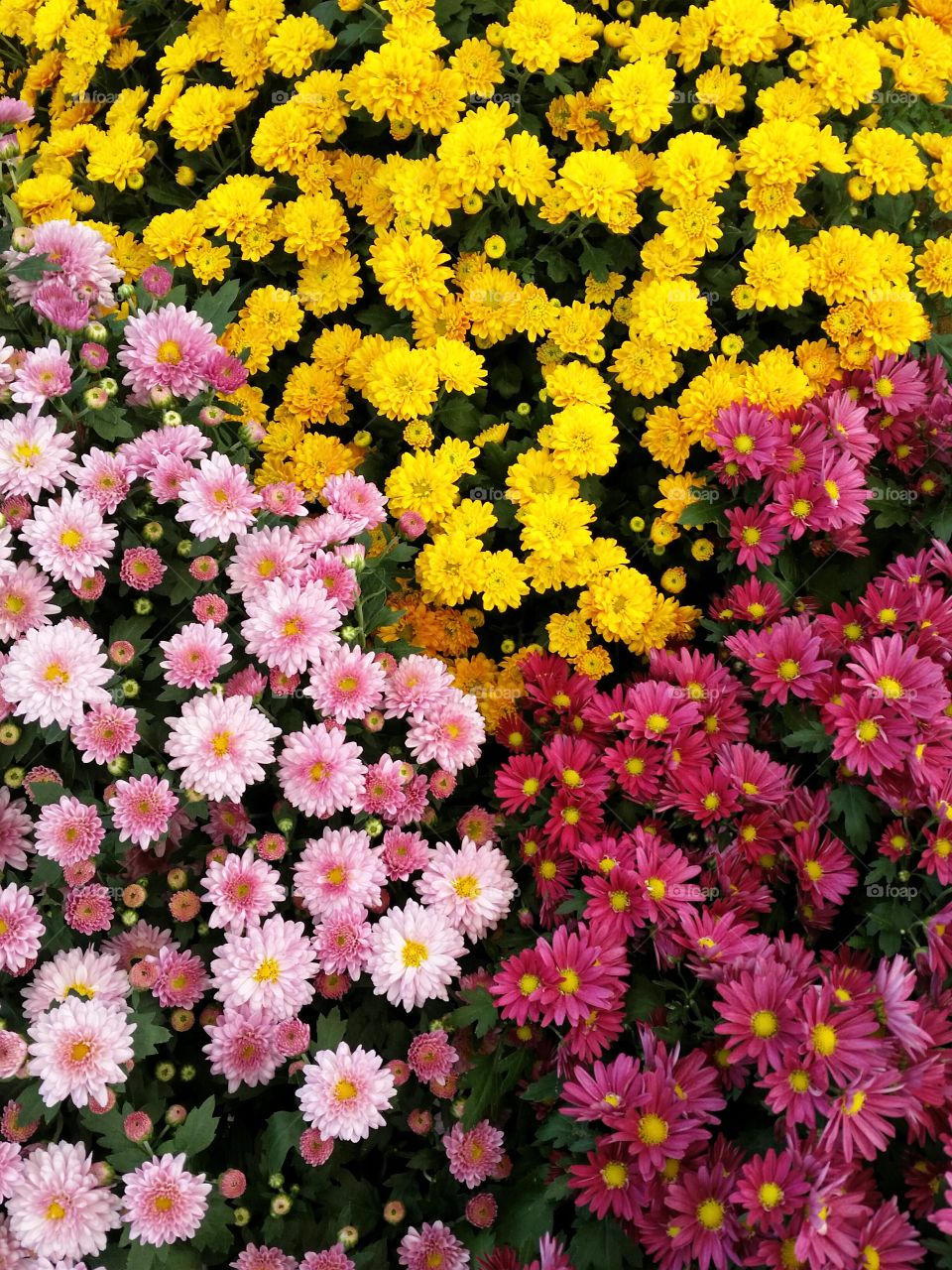 trio. lovely color combinations of small chrysanthemums