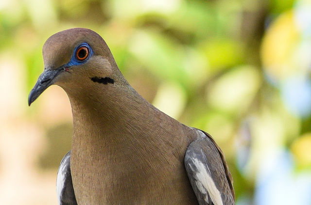 The dove eyes