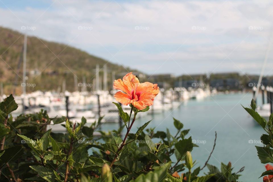 Hibiscus at the port