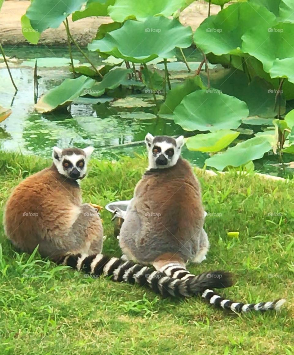 Lemurs