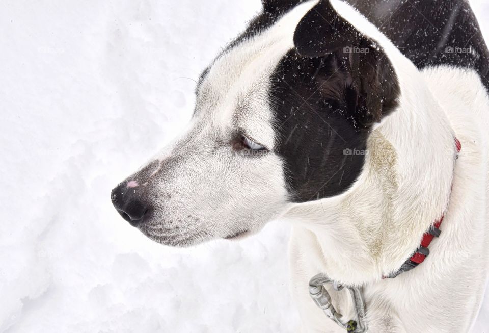 A black and white dog looking away on a very snowy winter day. This shows off the dog’s eye lashes.