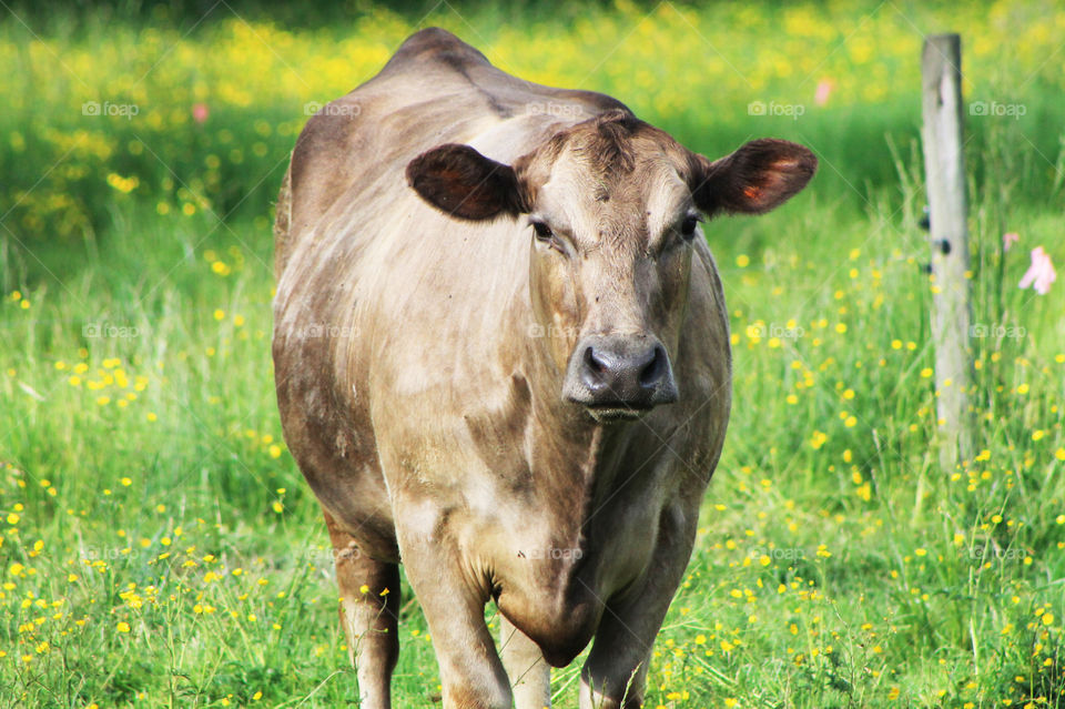 A light brown cow sauntering from a back field to join her herd in the front field. It was a beautiful, warm, sunny Spring day and the cows seemed peaceful & content. ๐
