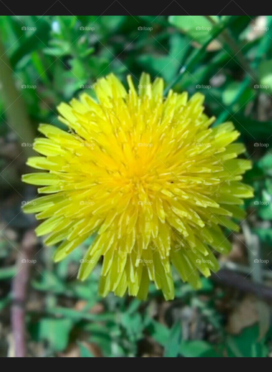 dandelion shot with Lytro camera