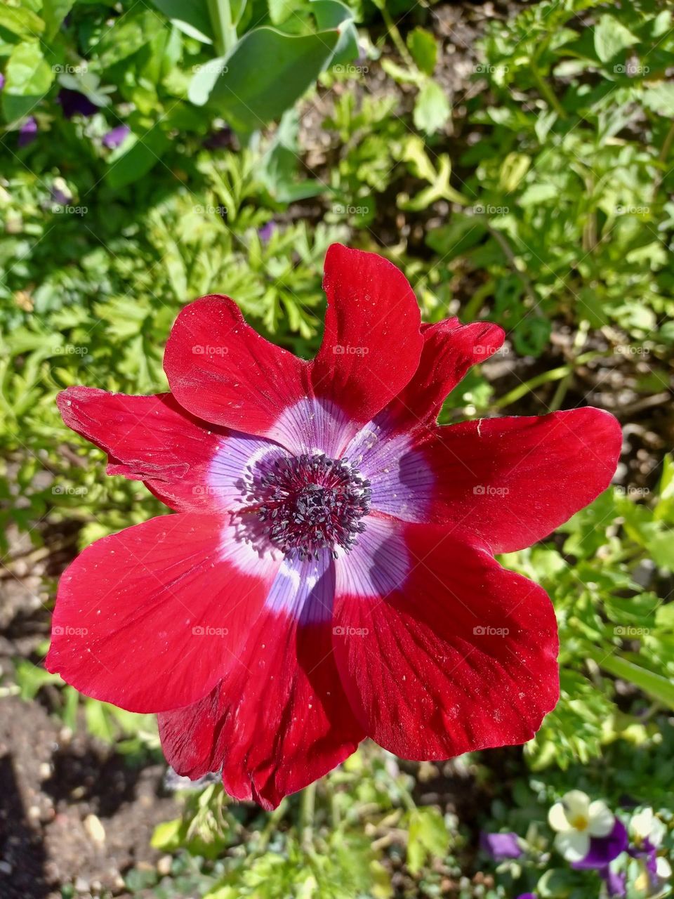 Red Flower