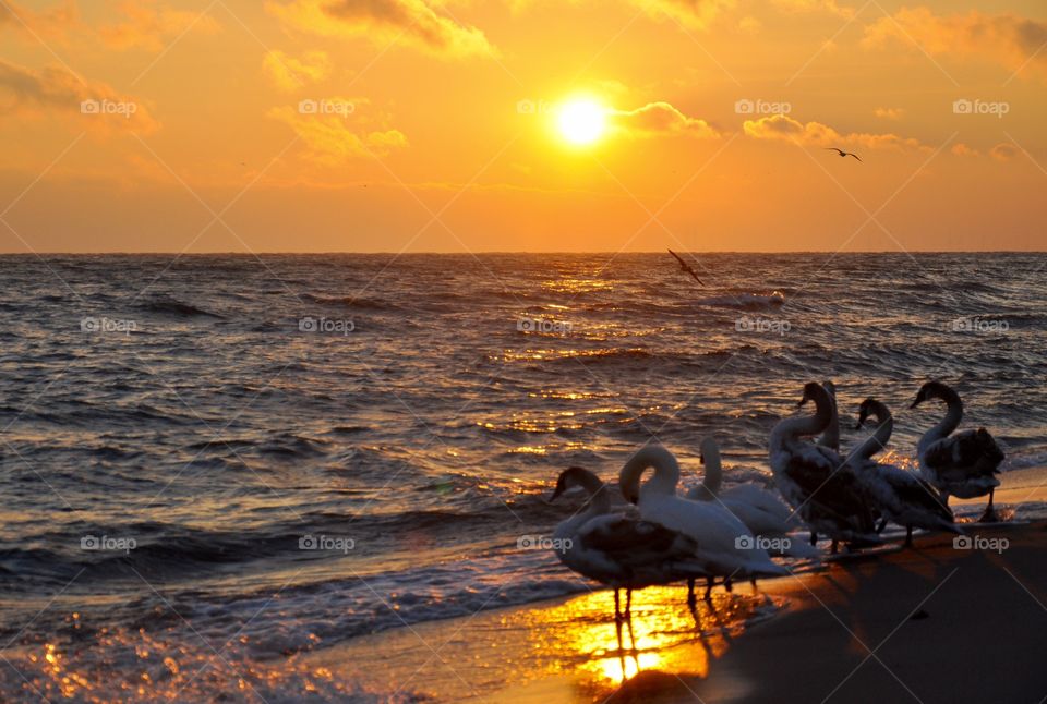 Sunrise with swans 