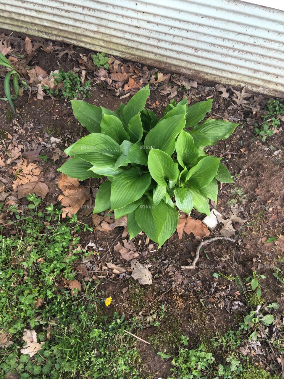 Calla lily coming up nicely soon it’ll be flowering. Dark green big healthy leaves.