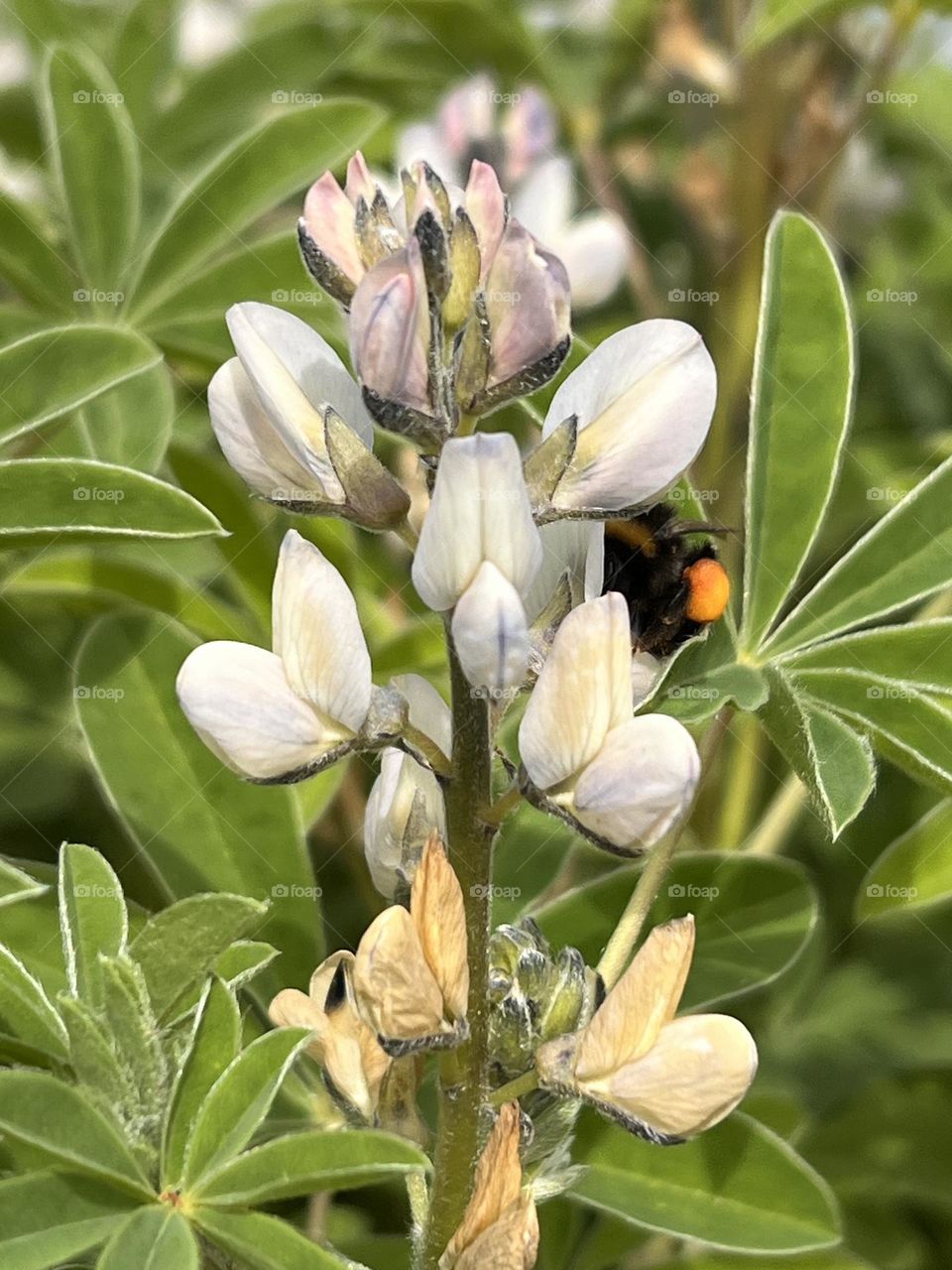 Bumblebee collecting nectar from a white lupine flower