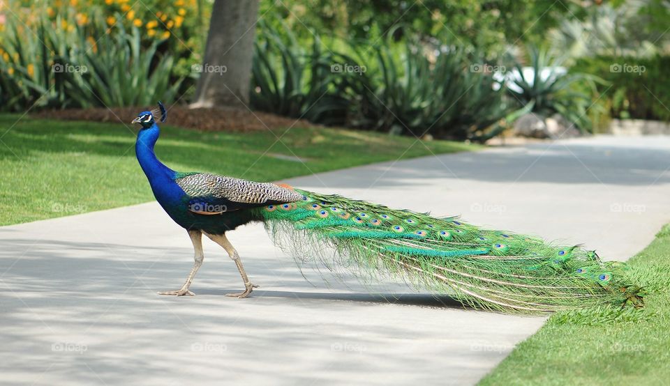 Arboretum Peacock