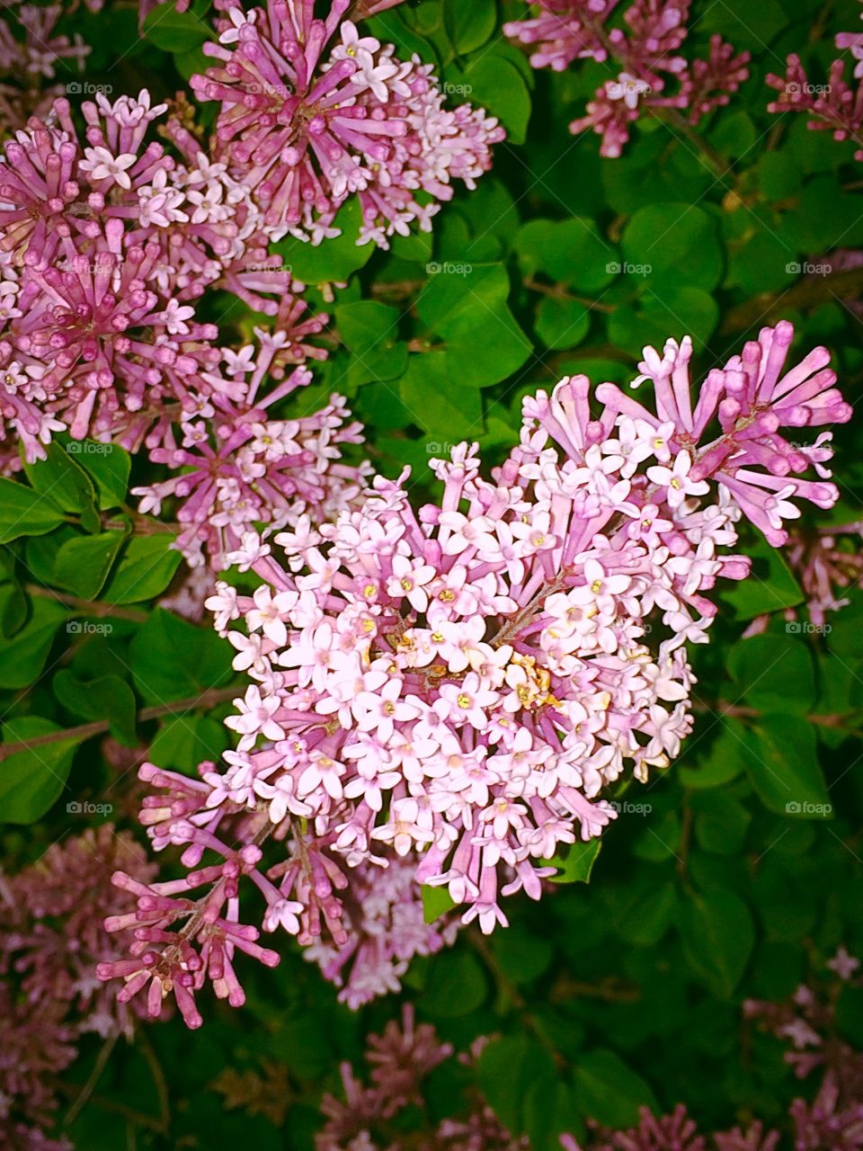 Kim lilacs 