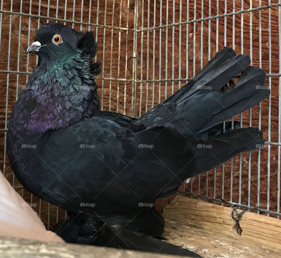 Pretty pigeon