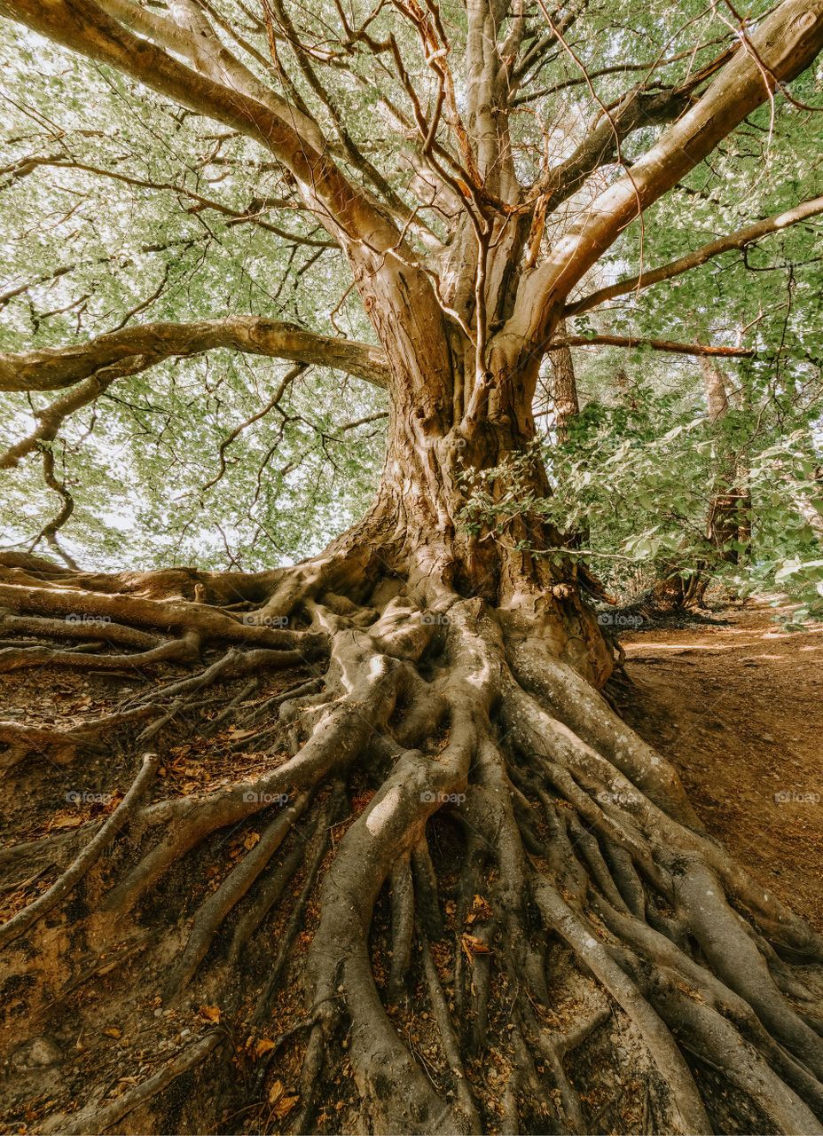 the tall and big tree