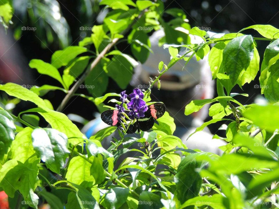 Butterfly on leaf