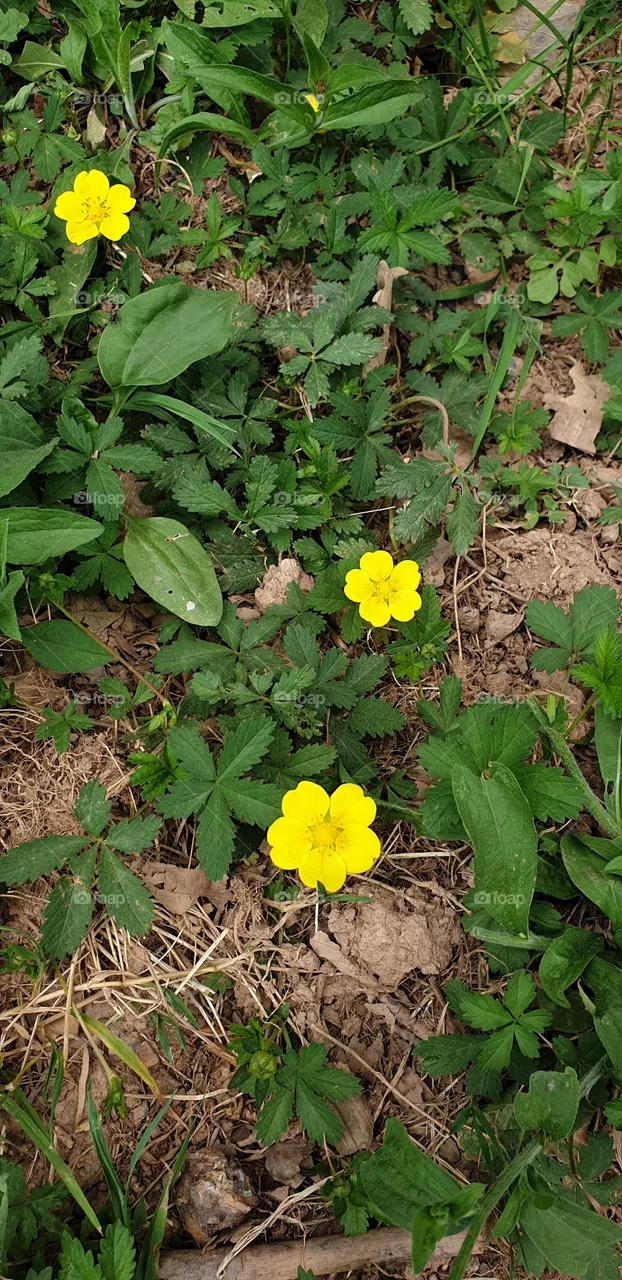 flowers in the nature
