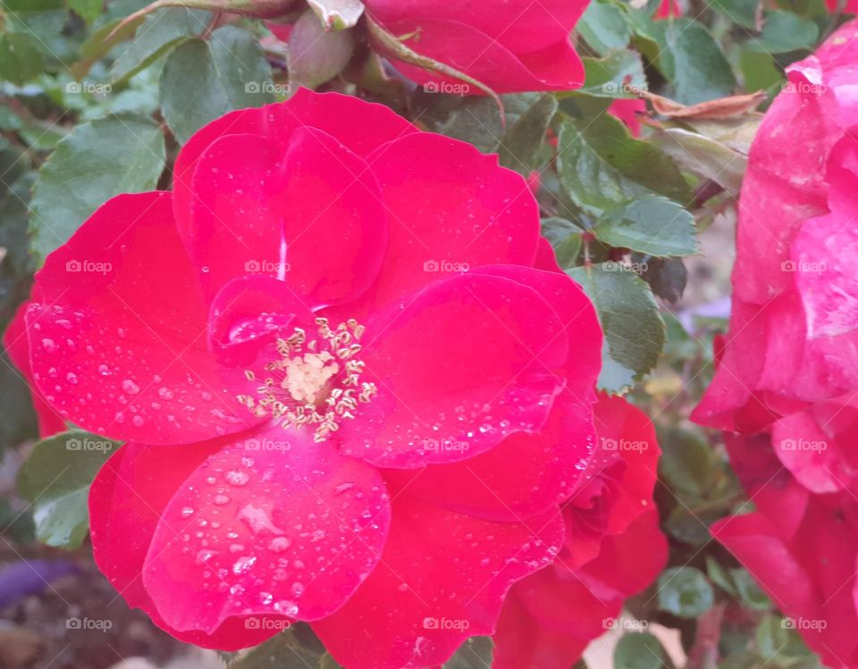 Flowers#blossom#nature#plant#rose#drops