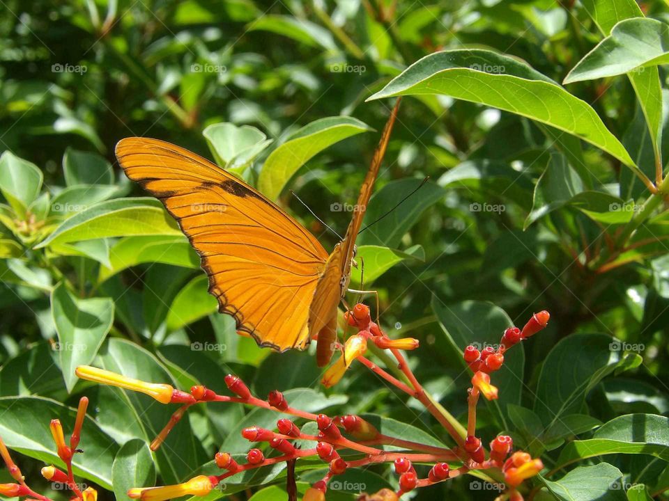 Orange butterfly on a flower