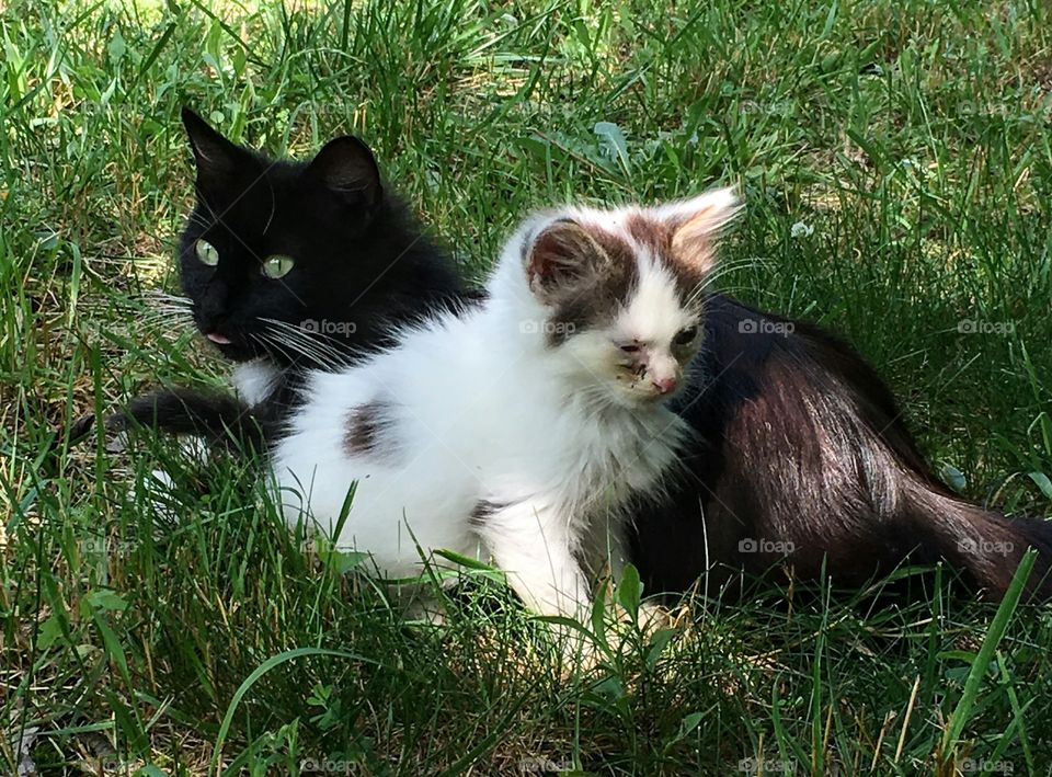 Momma cat and kitten playing