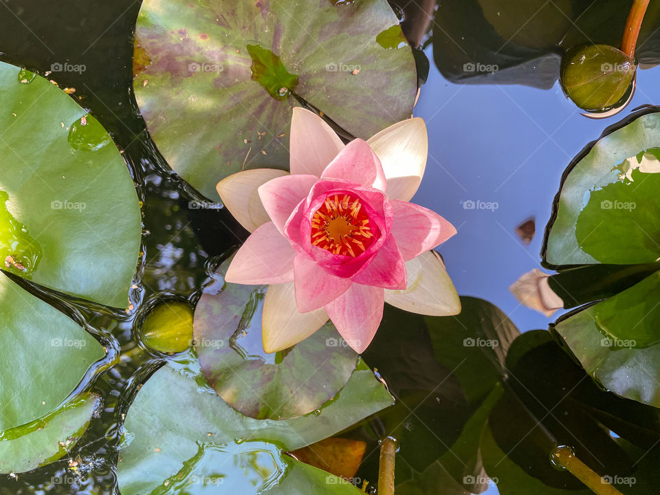 Water lily on a garden pond.