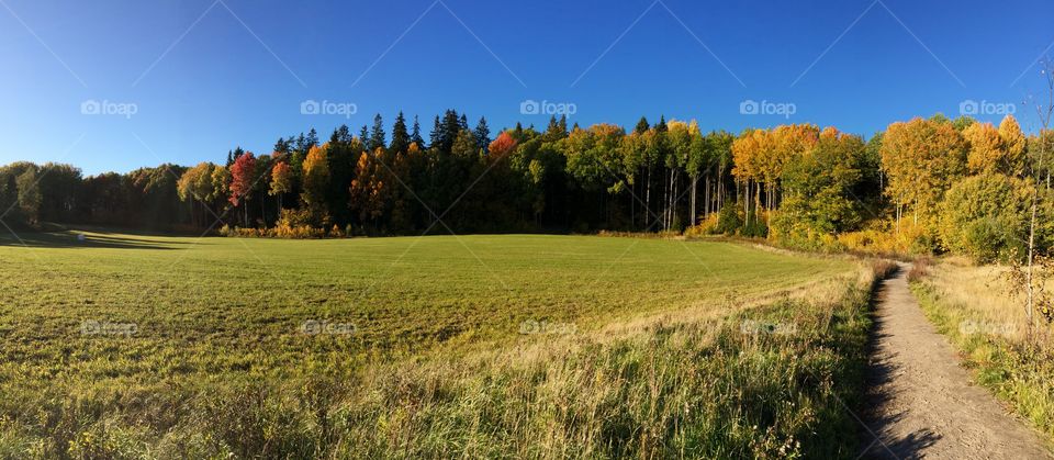 Freedom forest and blue sky