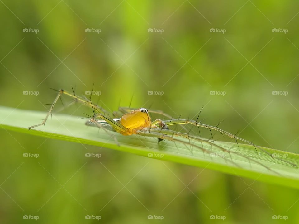 Spider on grass leaf.