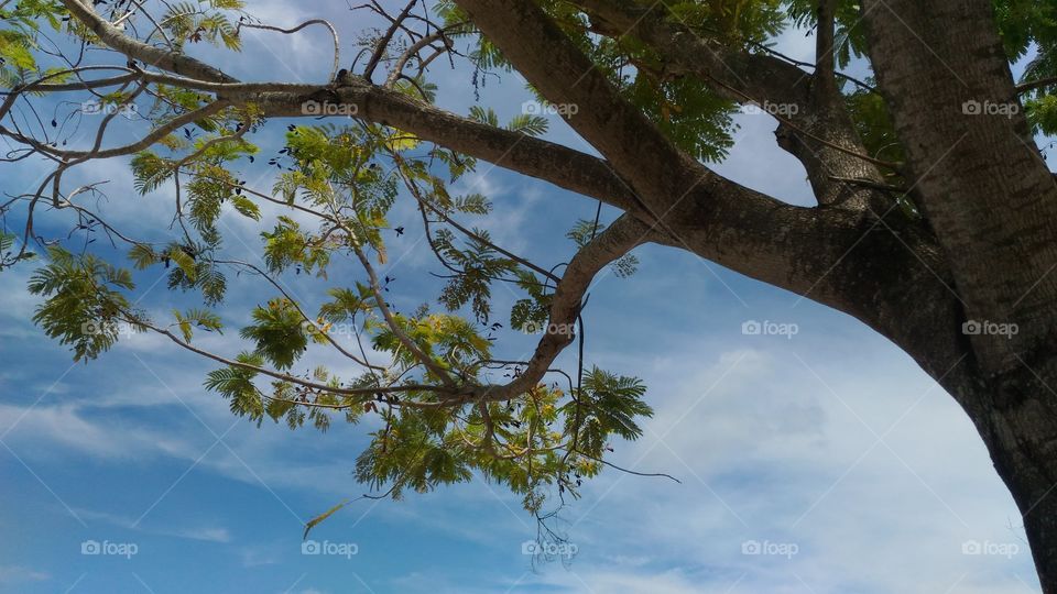 tree and sky