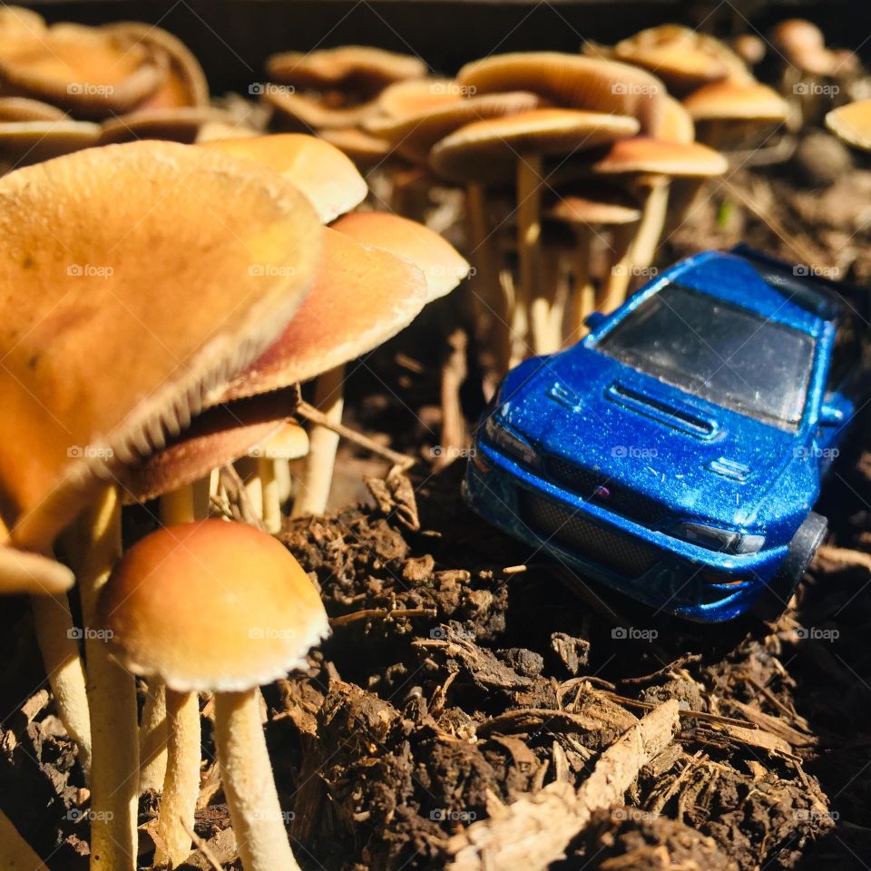 In a field of mushroom