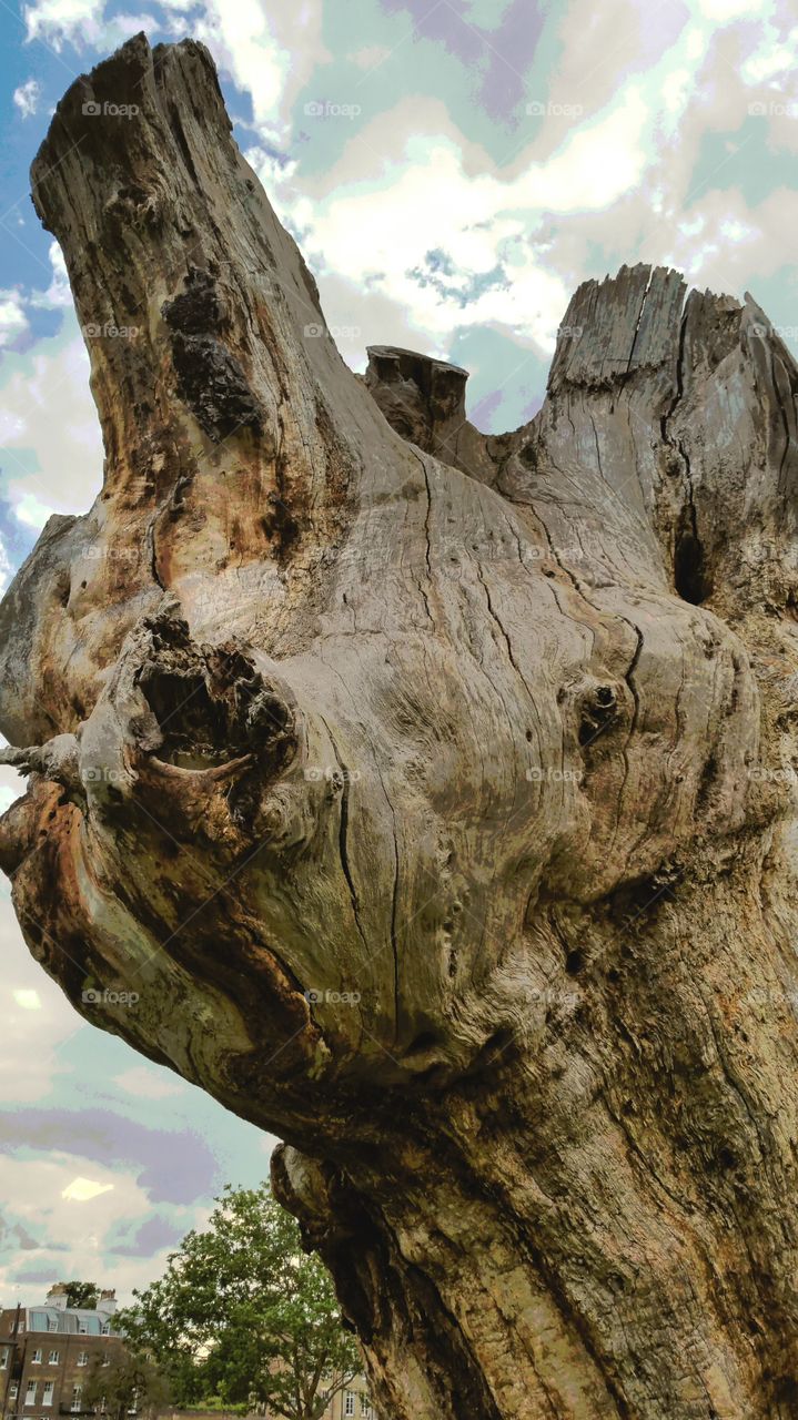 Weathered tree trunk