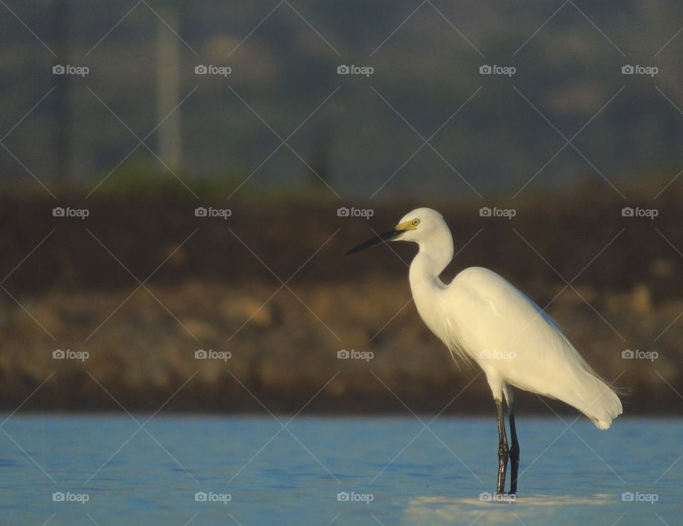 Little egret . Snow white and beauty colouring egrets for morphology . The bird's pleased to the wetland for grouping . Build on a community of egret which member of morphology , size ,until colour of them . They're to be one large group at the site.