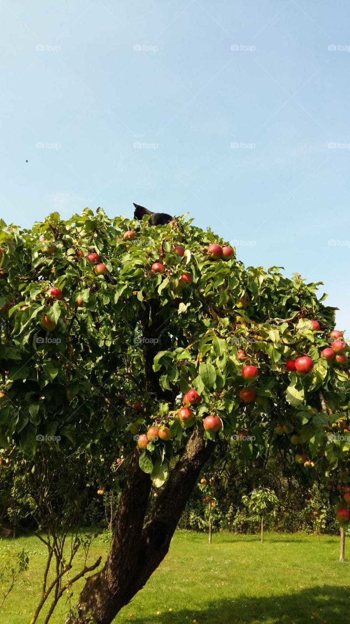 Kater auf dem Apfelbaum