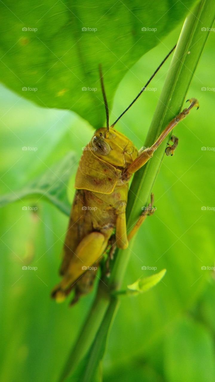 Rice locusts perch on bushes in plantations